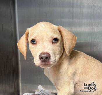Koda -  Labrador Retriever and Terrier Dog for Adoption in Washington, District Of Columbia - Koda | PetCurious