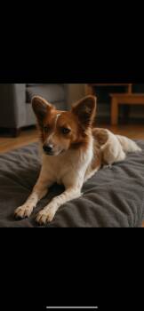 Rescue Shetland Sheepdog Sheltie Dogs for Adoption in Camp Pendleton North, California - Remi | PetCurious