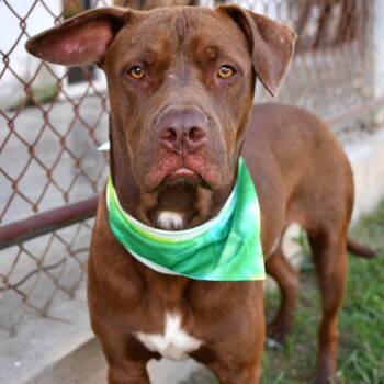 Willy -  Pit Bull Terrier and Chocolate Labrador Retriever Dog for Adoption in Beaumont, Texas - Willy | PetCurious