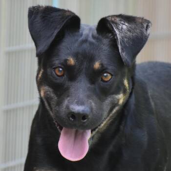 Estella -  Shepherd Dog for Adoption in Auburn, Nebraska - Estella | PetCurious