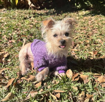 Rescue Mixed Breed Dogs for Adoption in Mount Pleasant, South Carolina - Annie | PetCurious