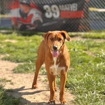 Labrador Retriever Dogs Available for Adoption in Amarillo, Texas - Hope | PetCurious