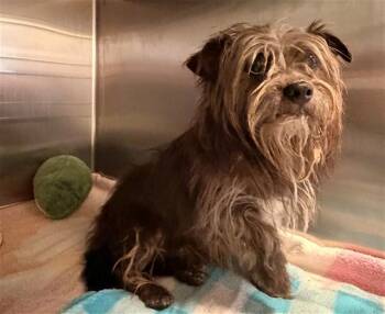 CASEY -  Cairn Terrier Dog for Adoption in Rancho Cucamonga, California - CASEY | PetCurious