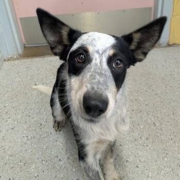 (Vet 7/16) Kayla -  Mixed Breed Dog for Adoption in Huntsville, Arkansas - (Vet 7/16) Kayla | PetCurious