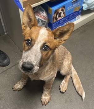 Buzz -  Cattle Dog and Mixed Breed Dog for Adoption in Fresno, California - Buzz | PetCurious