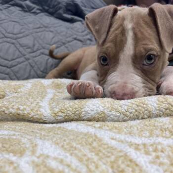 Titan -  Mixed Breed Dog for Adoption in Bismarck, North Dakota - Titan | PetCurious