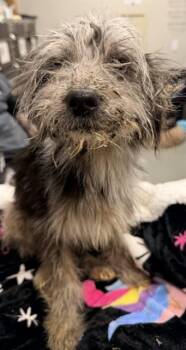 MUFFIN -  Maltese Dog for Adoption in Ontario, California - MUFFIN | PetCurious