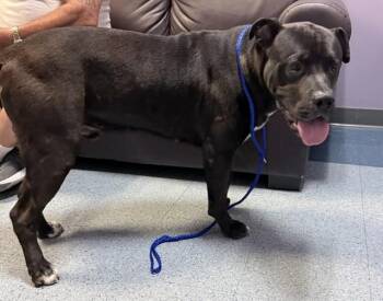 OTTO -  Pit Bull Terrier Dog for Adoption in Doral, Florida - OTTO | PetCurious