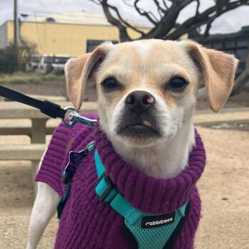 Corona -  Chihuahua and Mixed Breed Dog for Adoption in San Francisco, California - Corona | PetCurious
