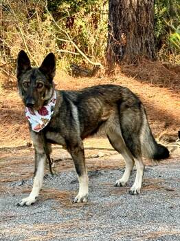 Dutchess -  German Shepherd Dog Dog for Adoption in Sumter, South Carolina - Dutchess | PetCurious