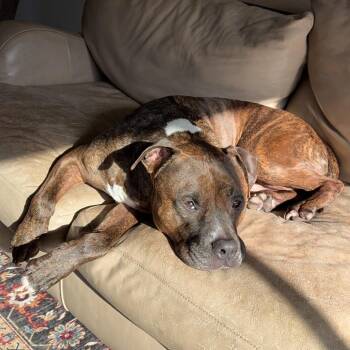 Mixed Breed Dogs Available for Adoption - Bane Courtesy Listed | PetCurious