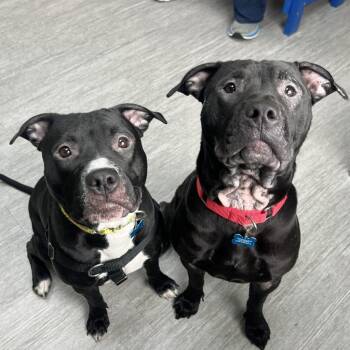 Nixie -  Mixed Breed Dog for Adoption in State College, Pennsylvania - Nixie | PetCurious