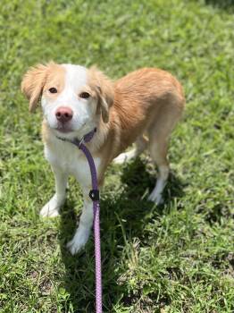 Peaches- ADOPTION PENDING -  Mixed Breed Dog for Adoption in Mount Pleasant, South Carolina - Peaches- ADOPTION PENDING | PetCurious