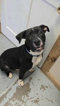 Rescue Pit Bull Terrier Dogs for Adoption in Martinsville, Indiana - Rio | PetCurious