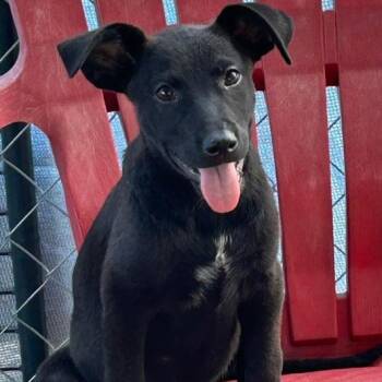 Bernard -  German Shepherd Dog Dog for Adoption in Krum, Texas - Bernard | PetCurious