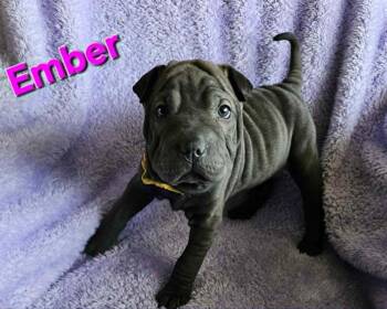 Shar Pei Dogs Available for Adoption in West Peoria, Illinois - Ember | PetCurious