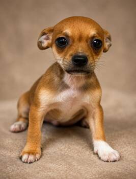 Jalynn -  Chihuahua Dog for Adoption in Colorado Springs, Colorado - Jalynn | PetCurious