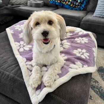 Terrier and Mixed Breed Dogs Available for Adoption in Alma, Wisconsin - Jolene | PetCurious