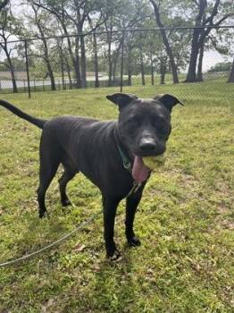 Pit Bull Terrier and Mixed Breed Dogs Available for Adoption in Kansas City, Missouri - King James | PetCurious