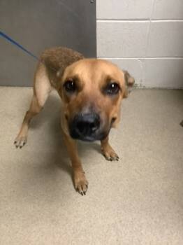 Rescue Shepherd and Mixed Breed Dogs for Adoption in Fort Worth, Texas - 59759176 | PetCurious