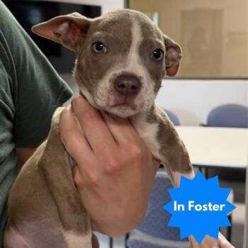 Pit Bull Terrier Dogs Available for Adoption in Indianapolis, Indiana - LOLLIPUP | PetCurious