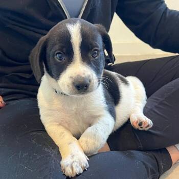 Australian Shepherd and Mixed Breed Dogs Available for Adoption in Boerne, Texas - Eric | PetCurious