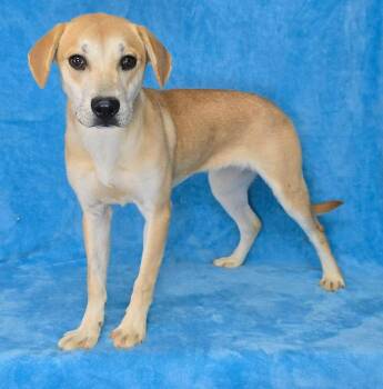 Beagle and Labrador Retriever Dogs Available for Adoption in New York, New York - Fuzzy | PetCurious