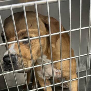 SJAS-Stray-29772 -  Pit Bull Terrier Dog for Adoption in Saint Joseph, Missouri - SJAS-Stray-29772 | PetCurious