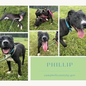 Phillip -  Mixed Breed Dog Available for Adoption in Melbourne, Kentucky - Phillip | PetCurious