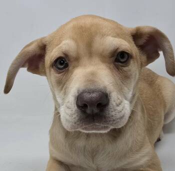 Labrador Retriever Dogs Available for Adoption - Mariana | PetCurious