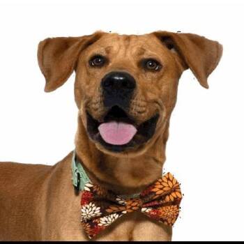 Rhodesian Ridgeback Dogs Available for Adoption in Buellton, California - Aj | PetCurious