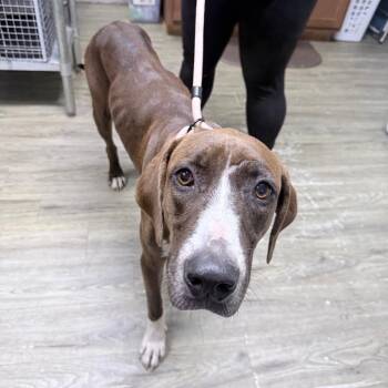 Brownie -  Mixed Breed Dog for Adoption in Summerville, South Carolina - Brownie | PetCurious