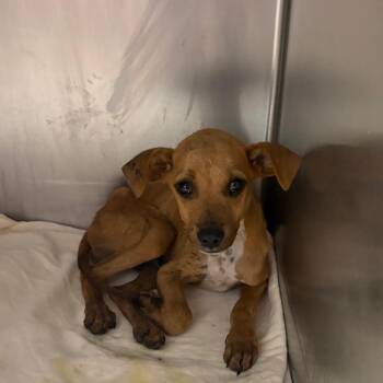 koda -  Shepherd Dog Available for Adoption in Edinburg, Texas - Koda | PetCurious