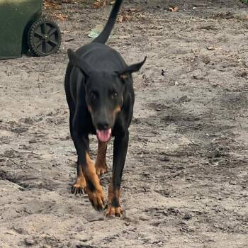 Eclipse -  Doberman Pinscher Dog for Adoption in West Palm Beach, Florida - Eclipse | PetCurious