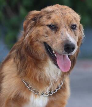 Devlin von Dahnen -  Australian Shepherd Dog for Adoption in Los Angeles, California - Devlin Von Dahnen | PetCurious