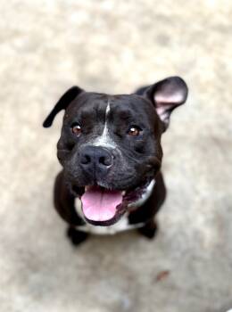 Rescue Pit Bull Terrier Dogs for Adoption in Athens, Alabama - HARVEST | PetCurious