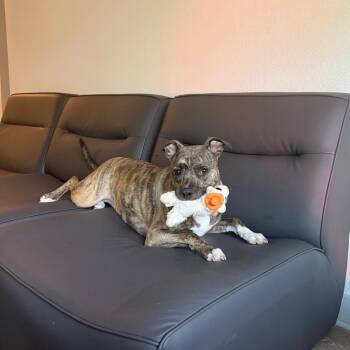 Mixed Breed Dogs Available for Adoption - Lily Bell | PetCurious