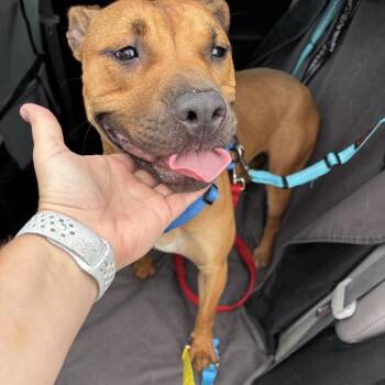 Frida -  Mixed Breed Dog for Adoption in Springboro, Ohio - Frida | PetCurious
