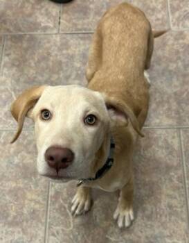 Tina -  Labrador Retriever Dog for Adoption in Littleton, Colorado - Tina | PetCurious