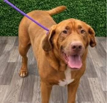 Copper -  Bloodhound Dog for Adoption in Wando, South Carolina - Copper | PetCurious