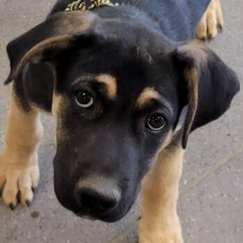 Rescue Mixed Breed Dogs for Adoption in Las Cruces, New Mexico - 99647 | PetCurious