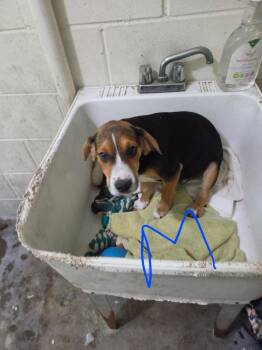 Jesse -  Beagle Dog for Adoption in Irwin, Pennsylvania - Jesse | PetCurious