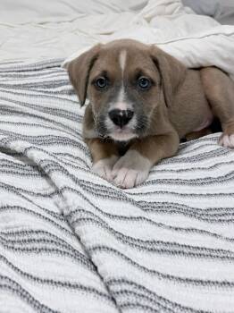 Duke -  Boxer Dog for Adoption in Billings, Montana - Duke | PetCurious