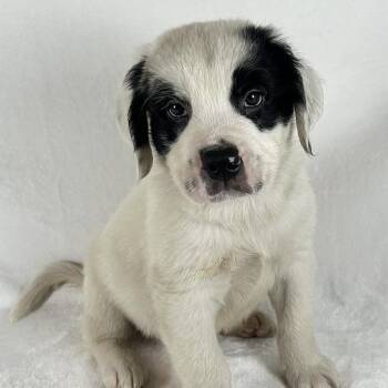 Chowder -  Bernese Mountain Dog and Saint Bernard Dog for Adoption in Johnson City, Tennessee - Chowder | PetCurious
