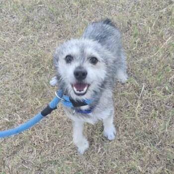 Griffin -  Wirehaired Terrier and Mixed Breed Dog for Adoption in West Islip, New York - Griffin | PetCurious