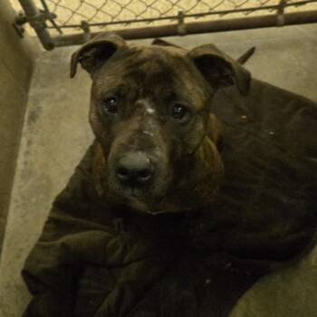 Pit Bull Terrier Dogs Available for Adoption in Chehalis, Washington - Gamora | PetCurious