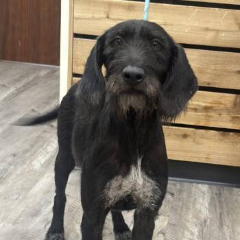 Scout -  German Wirehaired Pointer Dog for Adoption in Mount Pleasant, Texas - Scout | PetCurious