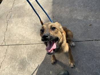 Rescue Shepherd and Mixed Breed Dogs for Adoption in Fort Worth, Texas - 59548749 | PetCurious