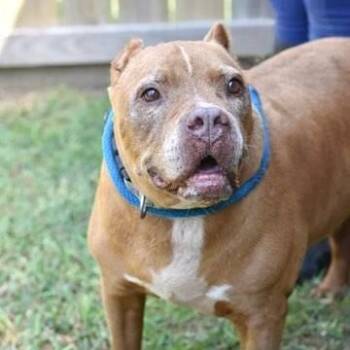Rescue American Staffordshire Terrier Dogs for Adoption in Willis, Texas - Bruno | PetCurious