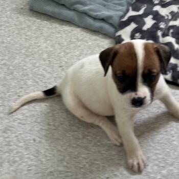 Ham steak 1350 -  American Bulldog and Mixed Breed Dog for Adoption in Loxahatchee Groves, Florida - Ham Steak 1350 | PetCurious